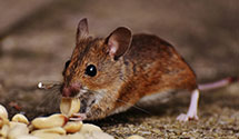 24 Hour & Emergency Exterminators in Floral Park, NY